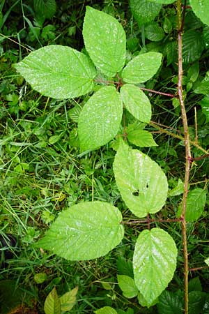 Rubus insolatus \ Herz&auml;hnliche Brombeere / Heart-Leaved Bramble, D Odenwald, Unterflockenbach 27.6.2015
