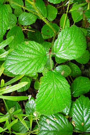 Rubus insolatus \ Herz&auml;hnliche Brombeere / Heart-Leaved Bramble, D Odenwald, Unterflockenbach 27.6.2015
