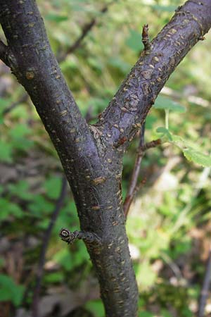 Ribes sanguineum \ Blut-Johannisbeere, Zier-Johannisbeere / Red-Flowering Currant, D Schwetzingen 29.6.2015
