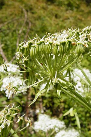 Pleurospermum austriacum \ &Ouml;sterreichischer Rippensame / Austrian Pleurospermum, D Beuron 11.7.2015