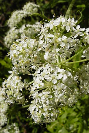 Pleurospermum austriacum \ &Ouml;sterreichischer Rippensame / Austrian Pleurospermum, D Beuron 11.7.2015