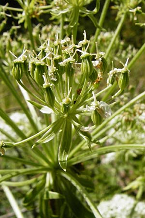 Pleurospermum austriacum \ &Ouml;sterreichischer Rippensame / Austrian Pleurospermum, D Beuron 11.7.2015
