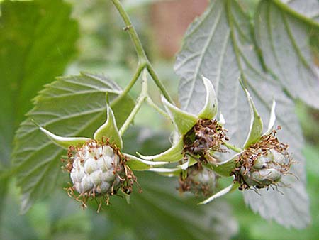 Rubus idaeus \ Himbeere / Raspberry, D Me&szlig;stetten-Unterdigisheim (Schw&auml;b. Alb) 11.7.2015