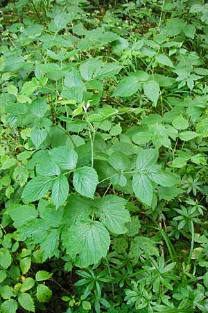 Rubus idaeus \ Himbeere / Raspberry, D Me&szlig;stetten-Unterdigisheim (Schw&auml;b. Alb) 11.7.2015