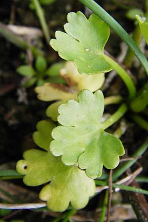 Ranunculus sceleratus \ Gift-Hahnenfu� / Celery-Leaved Buttercup, D Altlussheim 22.7.2015
