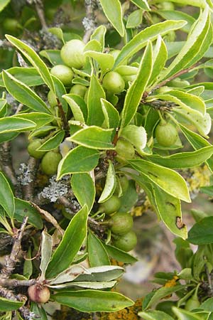 Rhamnus saxatilis \ Felsen-Kreuzdorn / Rock Buckthorn, D Eching 25.7.2015