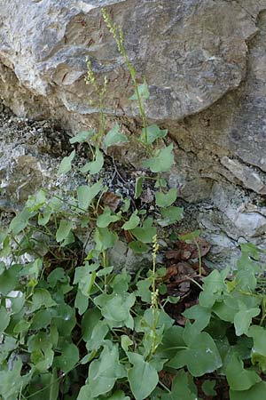 Rumex scutatus \ Schild-Ampfer / French Sorrel, D Schwenningen (Schw&auml;b. Alb) 26.7.2015