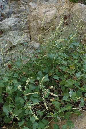 Rumex scutatus \ Schild-Ampfer / French Sorrel, D Schwenningen (Schw&auml;b. Alb) 26.7.2015