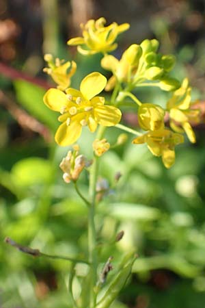 Rorippa sylvestris \ Wilde Sumpfkresse / Creeping Yellow-Cress, D Dresden 2.11.2015