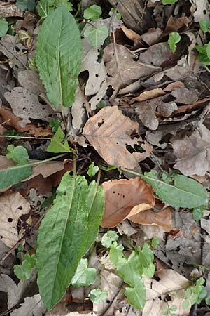 Rumex sanguineus \ Hain-Ampfer / Wood Dock, D Kraichgau, Malsch 8.4.2016
