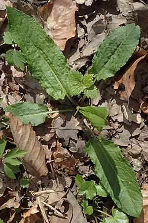 Rumex sanguineus \ Hain-Ampfer / Wood Dock, D Kraichgau, Malsch 8.4.2016