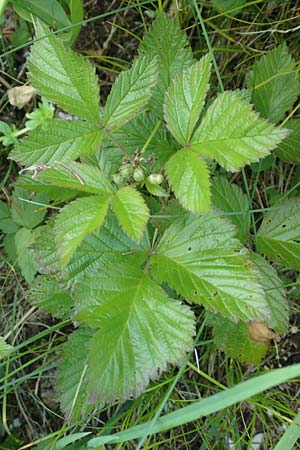 Rubus saxatilis \ Steinbeere / Stone Bramble, D Pfronten 28.6.2016