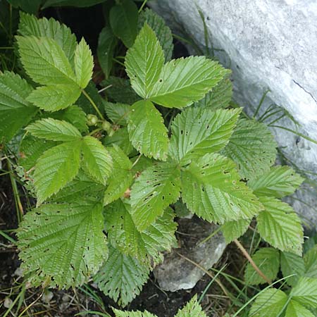 Rubus saxatilis \ Steinbeere / Stone Bramble, D Pfronten 28.6.2016