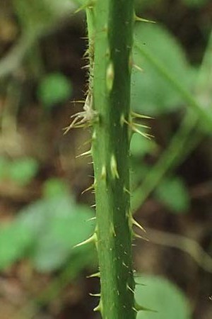 Rubus insolatus \ Herz&auml;hnliche Brombeere / Heart-Leaved Bramble, D Wald-Erlenbach 30.7.2016