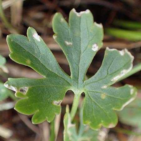 Ranunculus schumacheri \ Schumachers Gold-Hahnenfu� / Schumacher's Goldilocks, D Eifel, Blankenheim 22.4.2017
