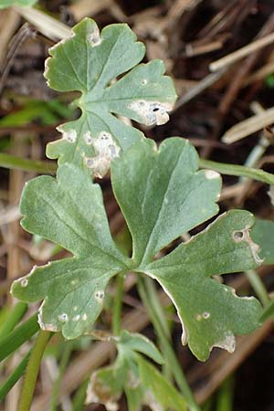 Ranunculus schumacheri \ Schumachers Gold-Hahnenfu� / Schumacher's Goldilocks, D Eifel, Blankenheim 22.4.2017
