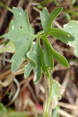 Ranunculus schumacheri \ Schumachers Gold-Hahnenfu� / Schumacher's Goldilocks, D Eifel, Blankenheim 22.4.2017