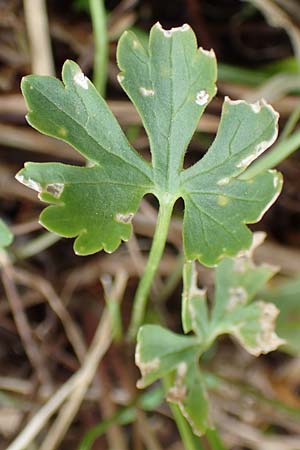 Ranunculus schumacheri \ Schumachers Gold-Hahnenfu� / Schumacher's Goldilocks, D Eifel, Blankenheim 22.4.2017