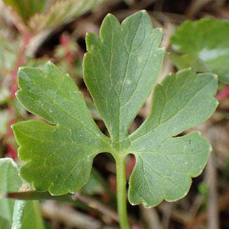 Ranunculus schumacheri \ Schumachers Gold-Hahnenfu� / Schumacher's Goldilocks, D Eifel, Blankenheim 22.4.2017