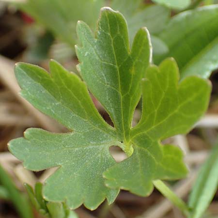 Ranunculus schumacheri \ Schumachers Gold-Hahnenfu� / Schumacher's Goldilocks, D Eifel, Blankenheim 22.4.2017