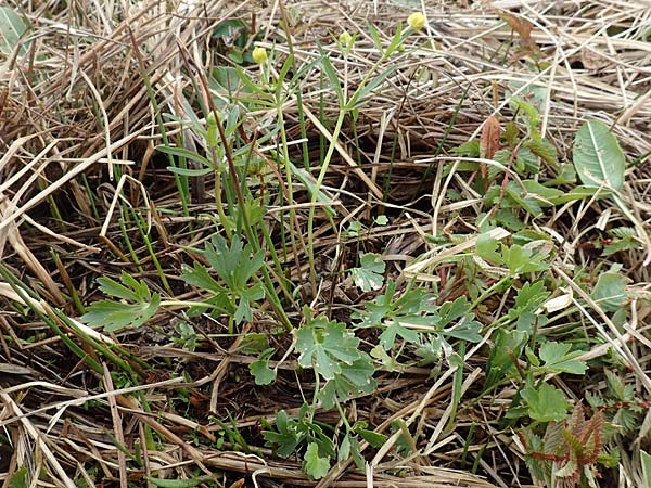 Ranunculus schumacheri \ Schumachers Gold-Hahnenfu� / Schumacher's Goldilocks, D Eifel, Blankenheim 22.4.2017
