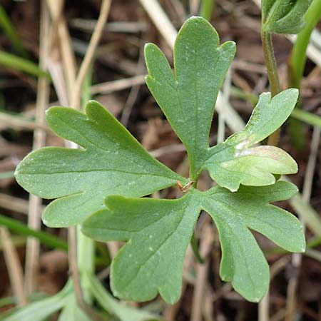 Ranunculus schumacheri \ Schumachers Gold-Hahnenfu� / Schumacher's Goldilocks, D Eifel, Blankenheim 22.4.2017