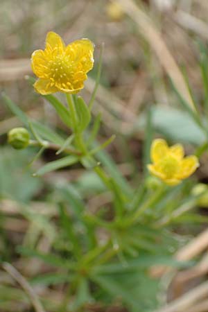 Ranunculus schumacheri \ Schumachers Gold-Hahnenfu� / Schumacher's Goldilocks, D Eifel, Blankenheim 22.4.2017