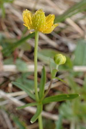 Ranunculus schumacheri \ Schumachers Gold-Hahnenfu� / Schumacher's Goldilocks, D Eifel, Blankenheim 22.4.2017
