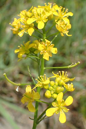 Rorippa sylvestris \ Wilde Sumpfkresse / Creeping Yellow-Cress, D Mannheim 22.5.2017