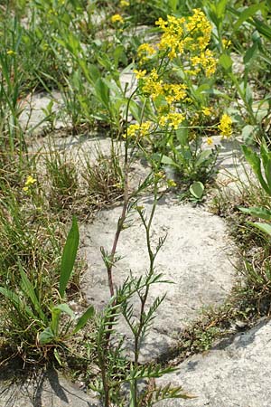 Rorippa sylvestris \ Wilde Sumpfkresse / Creeping Yellow-Cress, D Mannheim 22.5.2017