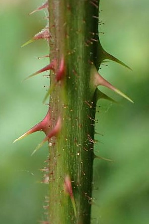 Rubus insolatus \ Herz&auml;hnliche Brombeere / Heart-Leaved Bramble, D Odenwald, Reichelsheim 16.6.2017
