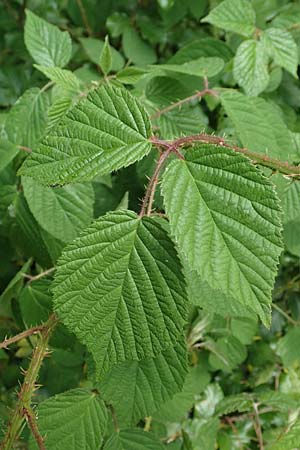 Rubus insolatus \ Herz&auml;hnliche Brombeere / Heart-Leaved Bramble, D Odenwald, Reichelsheim 16.6.2017