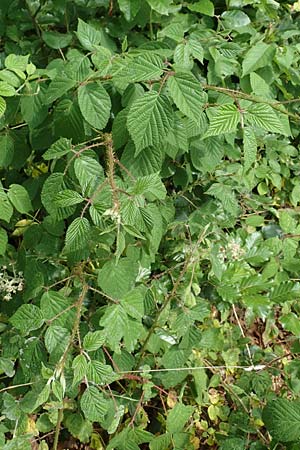 Rubus insolatus \ Herz&auml;hnliche Brombeere / Heart-Leaved Bramble, D Odenwald, Reichelsheim 16.6.2017