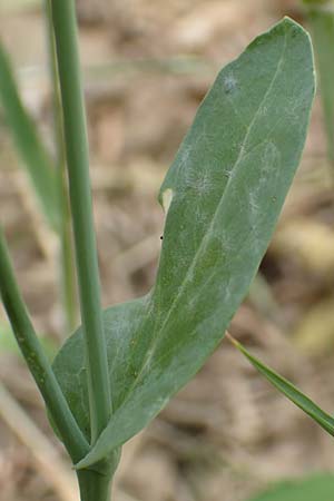 Brassica napus \ Raps / Oilseed Rape, Rapeseed, D L&uuml;tzelbach 24.6.2017