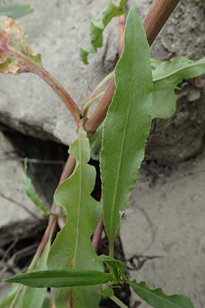 Rumex stenophyllus \ Schmalbl�ttriger Ampfer / Narrowleaf Dock, D Ludwigshafen 13.9.2017