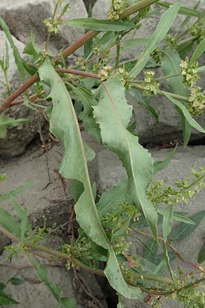 Rumex stenophyllus \ Schmalbl�ttriger Ampfer / Narrowleaf Dock, D Ludwigshafen 13.9.2017