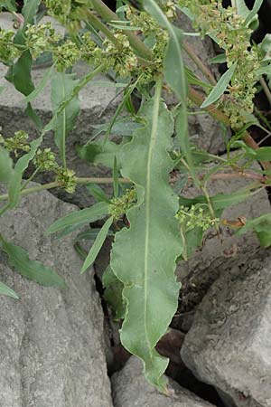 Rumex stenophyllus \ Schmalbl�ttriger Ampfer / Narrowleaf Dock, D Ludwigshafen 13.9.2017
