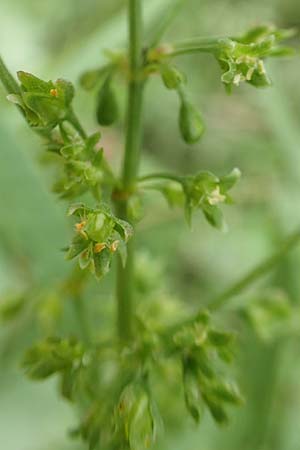 Rumex stenophyllus \ Schmalbl�ttriger Ampfer / Narrowleaf Dock, D Ludwigshafen 13.9.2017