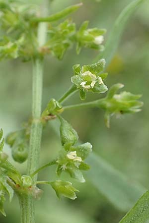 Rumex stenophyllus \ Schmalbl�ttriger Ampfer / Narrowleaf Dock, D Ludwigshafen 13.9.2017