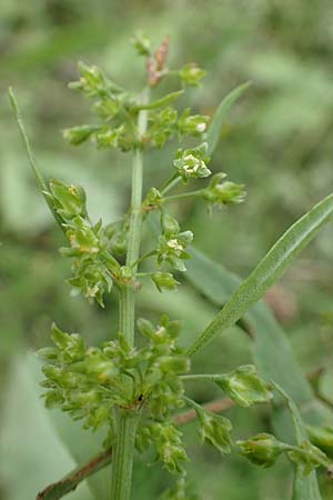 Rumex stenophyllus \ Schmalbl�ttriger Ampfer / Narrowleaf Dock, D Ludwigshafen 13.9.2017