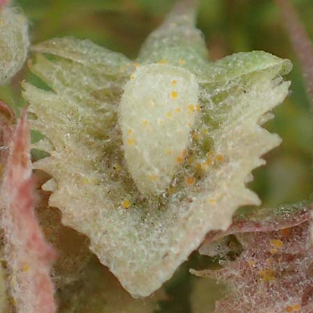 Rumex stenophyllus \ Schmalbl�ttriger Ampfer / Narrowleaf Dock, D Ludwigshafen 13.9.2017