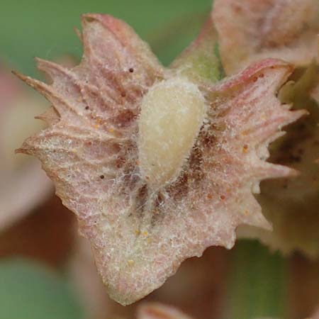 Rumex stenophyllus \ Schmalbl�ttriger Ampfer / Narrowleaf Dock, D Ludwigshafen 13.9.2017