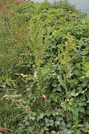 Rumex stenophyllus \ Schmalbl�ttriger Ampfer / Narrowleaf Dock, D Ludwigshafen 13.9.2017