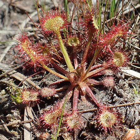 Drosera rotundifolia \ Rundbl�ttriger Sonnentau / Round-Leaved Sundew, D Ober-Roden 7.5.2018