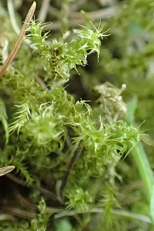 Rhytidiadelphus squarrosus \ Sparriges Kranzmoos, Sparriger Runzelpeter / Springly Turf Moss, D Botan. Gar.  Universit.  T&uuml;bingen 6.6.2018