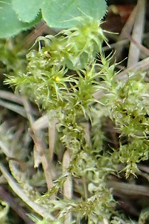 Rhytidiadelphus squarrosus \ Sparriges Kranzmoos, Sparriger Runzelpeter / Springly Turf Moss, D Botan. Gar.  Universit.  T&uuml;bingen 6.6.2018