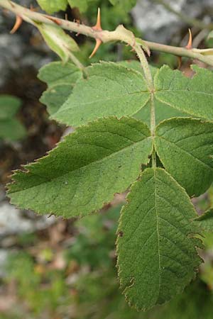 Rosa scabriuscula \ Kratz-Rose / Roughish Rose, D Fridingen 26.6.2018