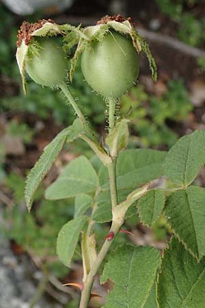 Rosa scabriuscula \ Kratz-Rose / Roughish Rose, D Fridingen 26.6.2018