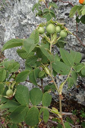 Rosa scabriuscula \ Kratz-Rose / Roughish Rose, D Fridingen 26.6.2018