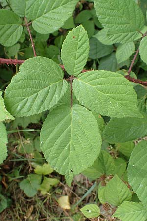 Rubus insolatus \ Herz&auml;hnliche Brombeere / Heart-Leaved Bramble, D Odenwald, F&uuml;rth 5.7.2018
